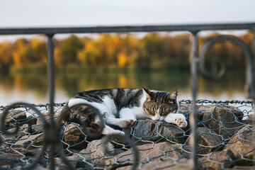 Napping cat, Russia