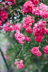 Kletterrosen, Wildrosen, Kleinstrauchrosen