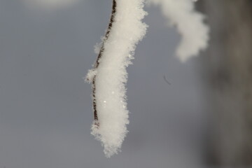 frost on the branches of Christmas trees and trees