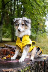 Small shetland sheepdog sheltie puppy with yellow raincoat sitting on a cutten wood.