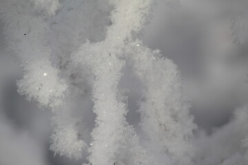 frost on the branches of Christmas trees and trees