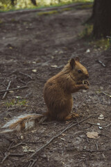 squirrel eats cookie
