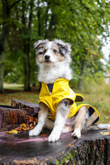 Small shetland sheepdog sheltie puppy with yellow raincoat sitting on a cutten wood.