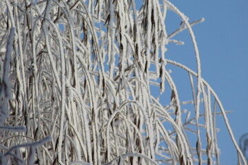 frost on the branches of Christmas trees and trees