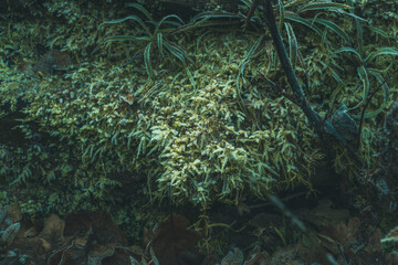 Fototapeta na wymiar Oszroniony, intensywnie zielony mech stanowiący naturalne tło