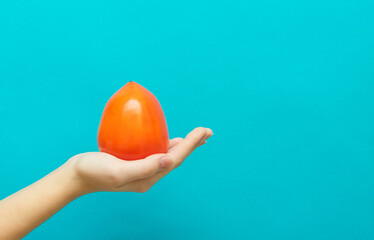 Fruit of oriental persimmon, Diospyros kaki, held in hand on blue background with copy space