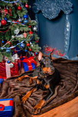 A black Doberman pinscher puppy lies on a fur rug against the background of a Christmas tree and...