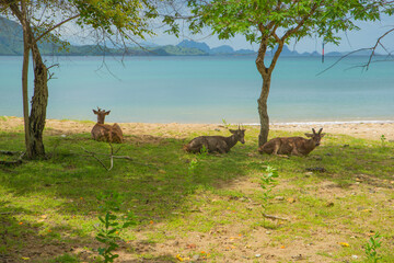 a bunch of deer walking free in their animal wildlife on a Indonesia Island, South Asia