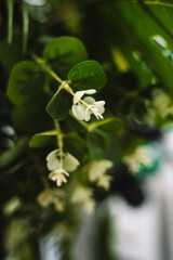 Obraz premium White artificial flowers close-up, blurred green background, photo zone