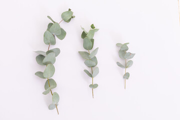 Three branches with green leaves lying on white background