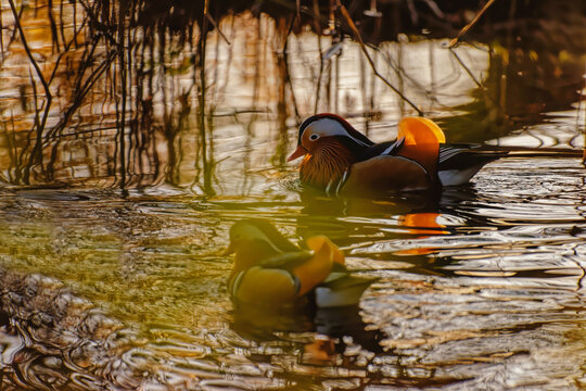 Wildlife Photography In Switzerland - wild duck swimming slowly in the water nearby the river bank at sunset. Photo captured in mid-Autumn/Fall November 2020.