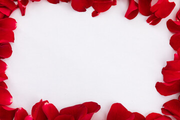 Frame of multiple red rose petals on white background