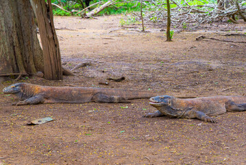 Komodo Dragon, the largest lizard in the world walks on the ground. It is a dangerous and carnivore prehistoric animal. Komodo Island, Indonesia, south Asia