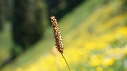 golden wheat field