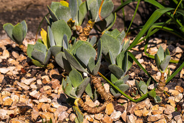 View of succulent cotyledon orbiculata plant