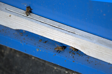 Bees flying to their hive