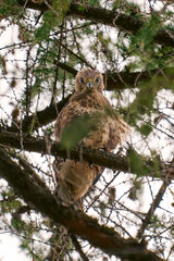 Bird of prey Common Buzzard, Buteo buteo, sitting on coniferous spruce tree branch. Bird hidden in the tree in dark forest.
