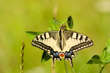 butterfly on a green leaf