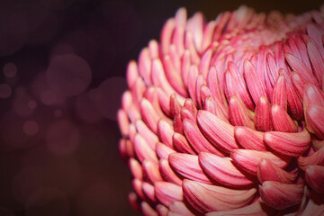 Schöne Chrysantheme Nahaufnahme 