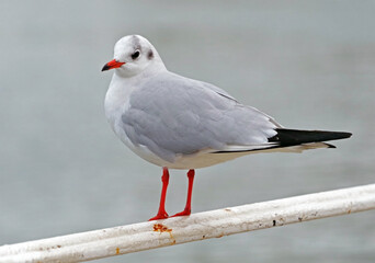 Marine gull on rest