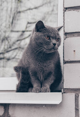 Grey cat on the window