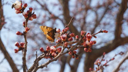 Butterfly on a cherry tree branch