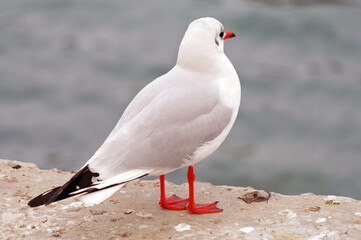 Marine gull on rest