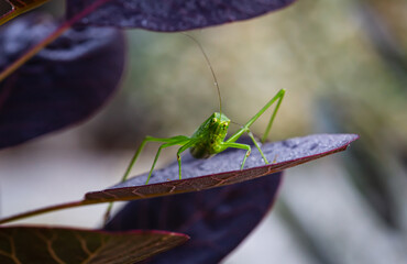 Grasshopper Looking Confused on Plant