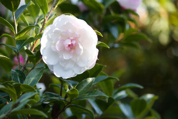 道端に咲く城色の椿の花。秋。
White Camellia japonica flower that blooms in autumn.
Flowers blooming on the roadside.