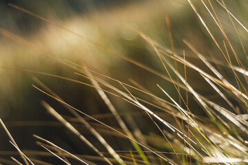 Abstract blurred grass background. Selective focus used.