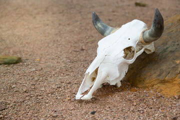 Cow Skull Leaning Against Rock