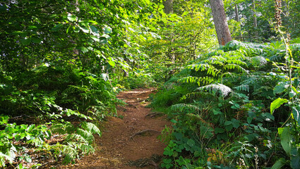 Fototapeta premium Dirt path in green forest