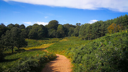 Fototapeta na wymiar Dirt path in green forest