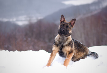 Cute german shepherd puppy dog portrait