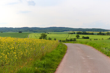 Fototapeta na wymiar Small road next to a rapeseed field in rural Germany near Potzbach on a spring day.