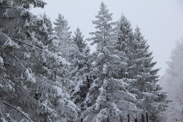 snow on the branches of Christmas trees and trees