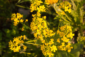small yellow flowers of the common moth (Barbarea vulgaris), selective focus