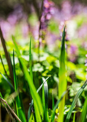 Green grass on a flower field in Spring