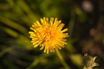 yellow dandelion flower, selective focus, blur