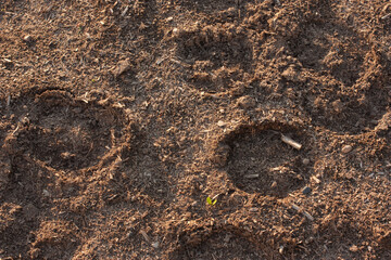 horse hoof prints on the ground