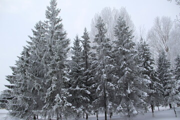 snow on the branches of Christmas trees and trees