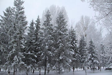 snow on the branches of Christmas trees and trees