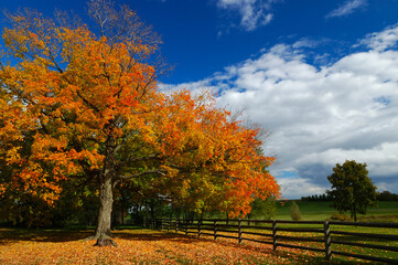 Naklejka premium Red Maple tree with half the leaves fallen