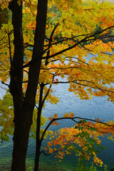 Naklejka na ściany i meble Colorful Maple trees in fall at Crawford Lake