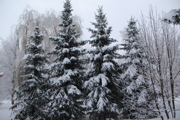 snow on the branches of Christmas trees and trees
