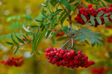 Red mountain ash berries in the Fall