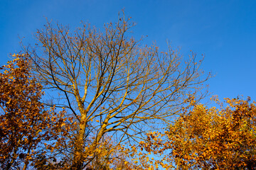 Trees in autumn in front of the sky