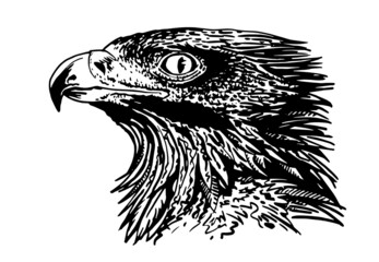 Vector portrait of golden eagle isolated on white background, graphical illustration, bird