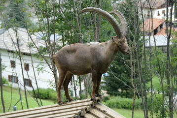 Steinbock standing on the top of a roof in Animalier Parc d'Introd, Aosta Valley (Italy)