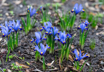 spring flowers in the garden